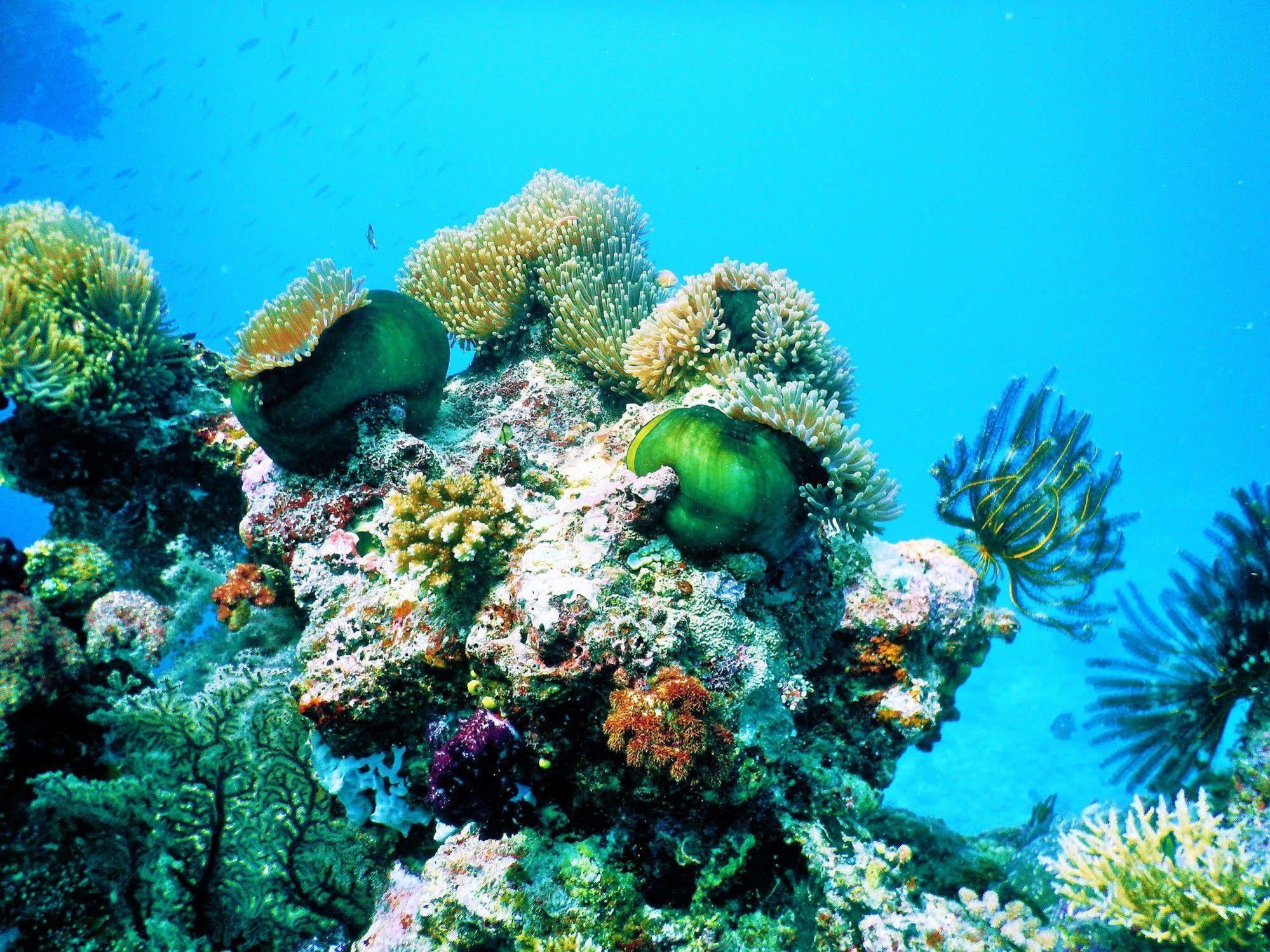 Mai Dive' Astrolabe Reef Resort Naqara Exterior photo